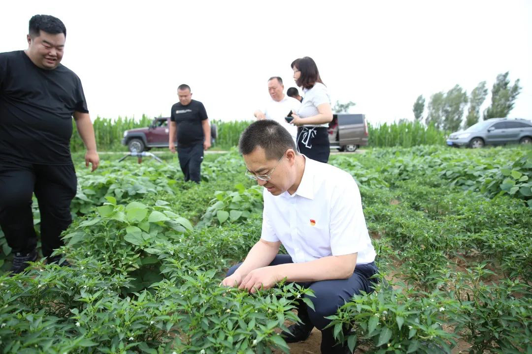 朝天椒最新价格,朝天椒最新价格分析，市场动态、影响因素及未来趋势