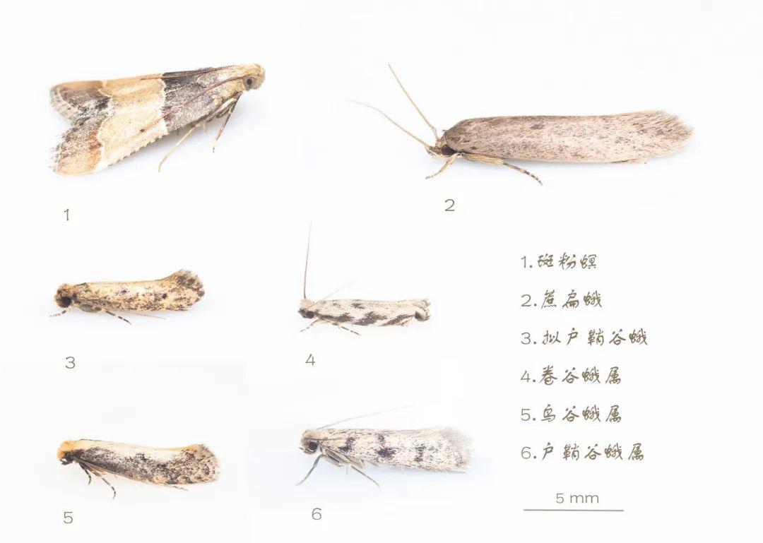 澳门最精准龙门蚕的资料011期 08-10-14-20-41-44F：12,澳门最精准龙门蚕资料解析，011期龙门蚕的秘密与数字魅力